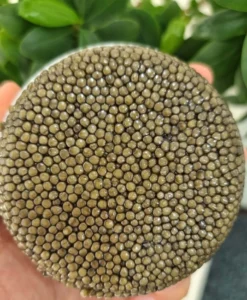 Asetra (Acipenser Gueldenstaedti)