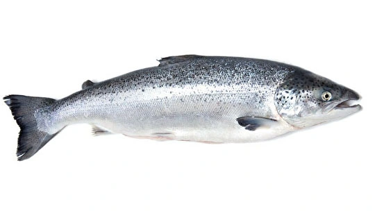 Türk Somon Balığı